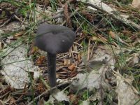 Violetter Lacktrichterling